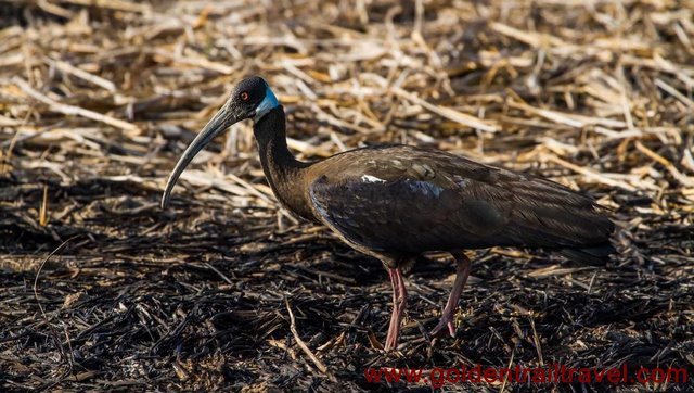 Kampong Thom Grasslands Day Trip